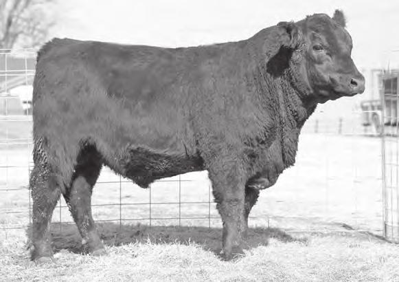 Angus bulls owned by Wayne Miller please contact 816/387-7012 WMA Beacon 596 31 Basin Franchise P142 WMA Franchise 927 WMA Total 711