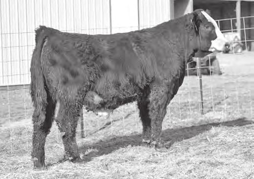 BW: 85 8 0.5 48 66 0.11 5 21 45 7 8.7 10-0.24 0.15 0.006 0.8 98 55 Outstanding pedigree, power and rib dimension makes D226 pretty special.