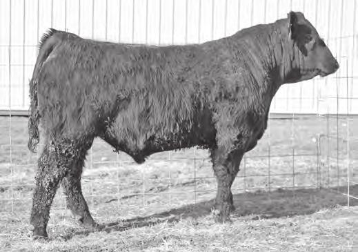 3 111 63 These Wheel Man brothers out of the 6337 Champion Hill Georgina donor are consistent and special bulls that will add grow, pounds and bone to your next calf crop.