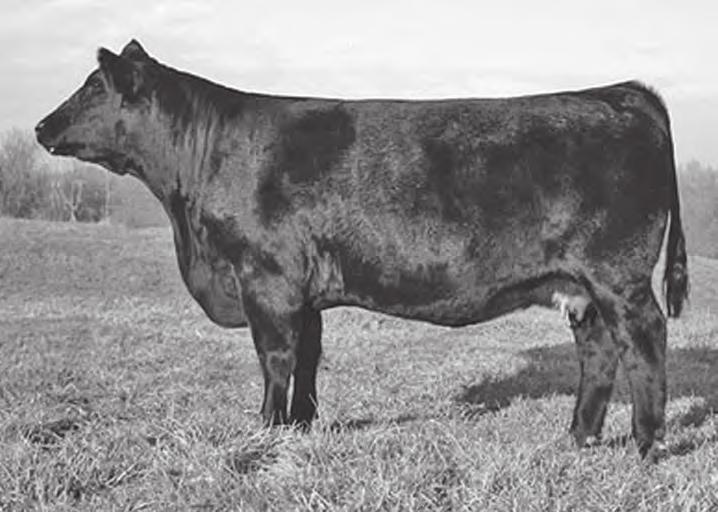58 137 73 When my dad found the CH Byergo Weigh Out 401 Angus bull at the Missouri Angus Futurity a couple years ago he quickly determined this bull was going to work for our SimAngus program, he was