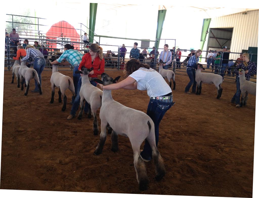 2019 SAILA Junior Livestock Show