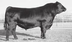 Watch for future progeny out of our young sires Reference Semen - $ 40 Certificates - $ 50 Volume Discounts Available Reference Semen Available Through StevenSon genetics G A R Ultimate Breeder to