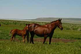 5 Sorrel Colt By Ricochets Sue Smart Lil Ricochet Moria Sugar Ricochets Sue Sweet Red Kitten High Brow Hickory High Brow Cat Smart Little Kitty Sweet Red Wine SIRE: RICOCHETS SUE Smart Foxy NCHA LTE: