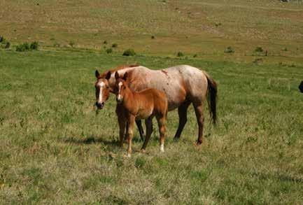 9 Cow Kwacker Palomino Filly By Cow Kwacker High Brow Hickory High Brow Cat Smart Little Kitty Kwackin Crackin Holey Pixie Prom Young Gun Little Pistol Badge Little Peppy Holly Doc A Holey Osage