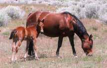 13 Red Dun Filly By Kid Dunit Hollywood Dun It Dun It With A Twist Peppymint Twist Kid Dunit Brennas Kid Melimelo Kid Miss Melody Jac Quite Stunning Peptoboonsmal Quite A Boon Zee Dualy Jae Bar