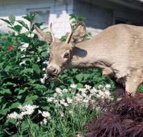 Deer Damage: