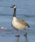 to turf areas Mechanically remove geese with herding dogs or leaf