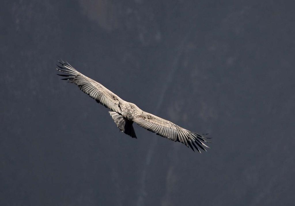 You can watch them soar with no movement other than steering with their tail and slight changes in the long individual fingertip feathers at the ends of their wings.