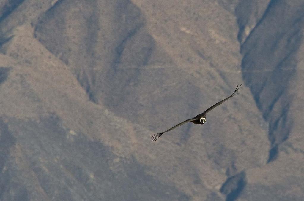 And if you are very, very lucky, you may see an Andean condor face to face.