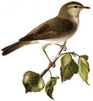 Bird population Birds are found all over Sweden Around 240 regular breeding species 1/3 of all species are migratory birds 50-60 million willow warblers