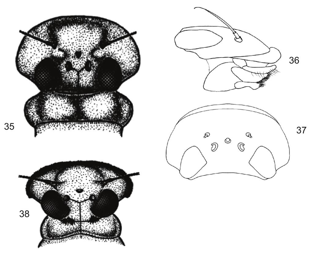 Figs 35-38: larval head capsule. 35 Bleptus fasciatus, 36 Thalerosphyrus sp, lateral view, 37 Thalerosphyrus sp, 38 Epeorus grandis. Figs. 39-