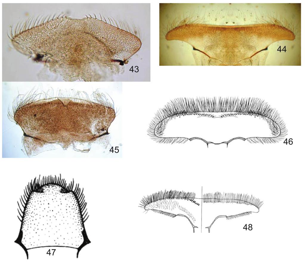 Figs. 43-48: larval labrum.