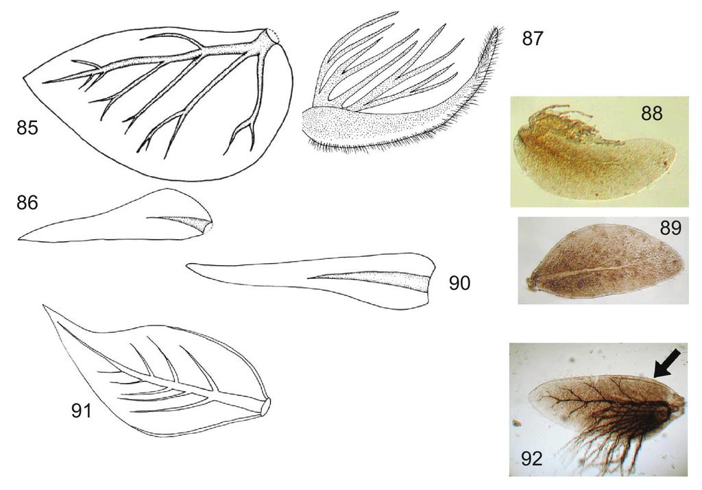 claw, 83 Kageronia orbiticola, 84 Heptagenia adaequata. Figs. 85-92: larval gills.