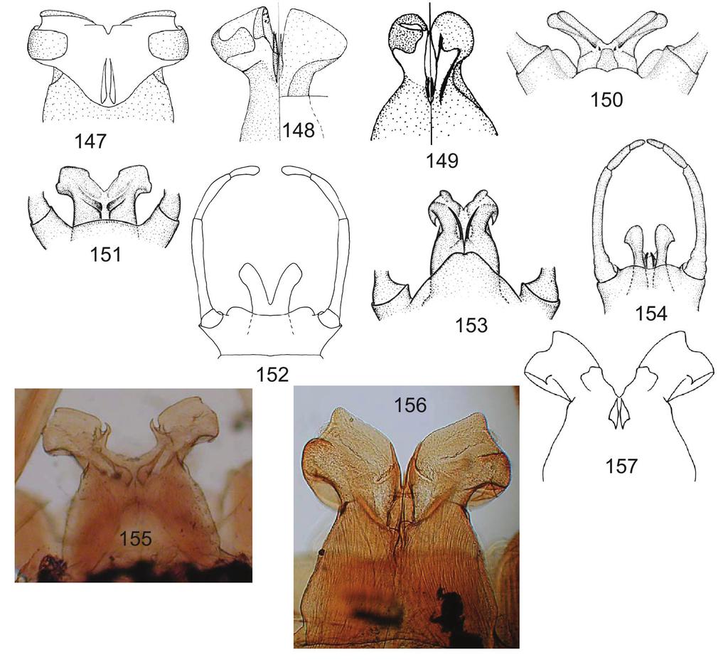 Canadian Journal of Arthropod Identification No.7 (October 2008) Figs. 147-157: male penes.