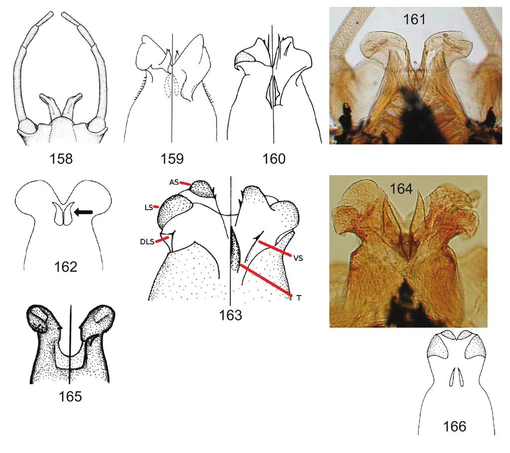 Figs. 158-166: male penes. 158 Ironodes nitidus, 159 Kageronia kihada, left side shows dorsal, right side shows ventral, 160 Leucrocuta hebe left side shows dorsal, right side shows ventral.