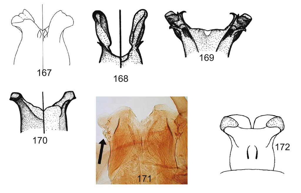 Figs. 167-172: male genitalia. 167 Raptoheptagenia cruentata, left side shows dorsal, right side shows ventral, 168-170 Rhithrogena spp, 168 R.