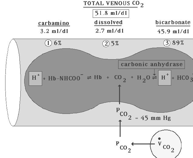 Some Most Carbonic Anhydrase H + + Hb-NHCOO - = Hb + CO 2 + H 2 O = H +