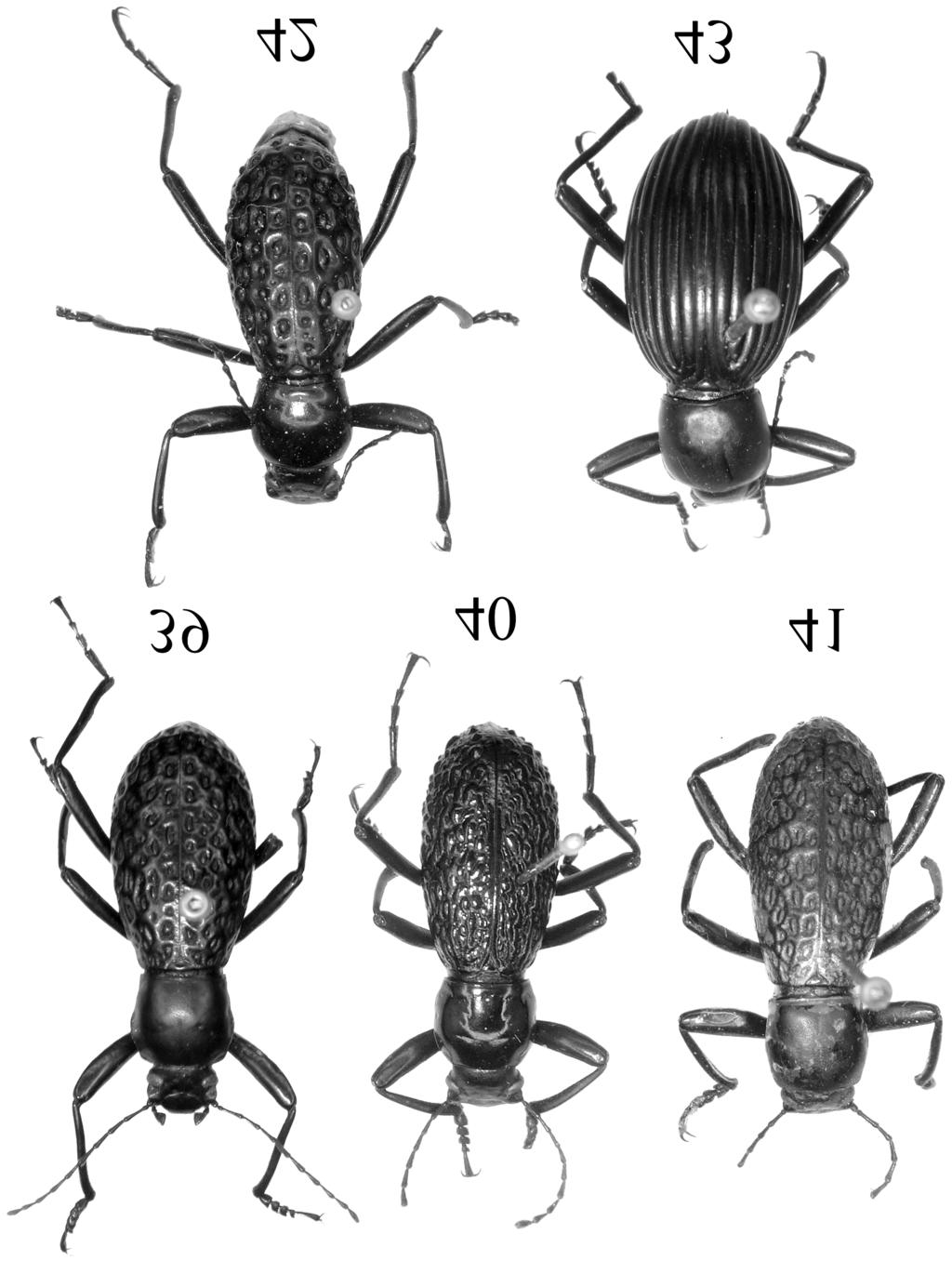 316 GAO, Z. H. & REN, G. D. Figs 39 43. Morphostenophanes spp.: 39 = M. cuproviridis sp. n., male, 40 = M. tuberculatus sp. n, male, 41 = M.