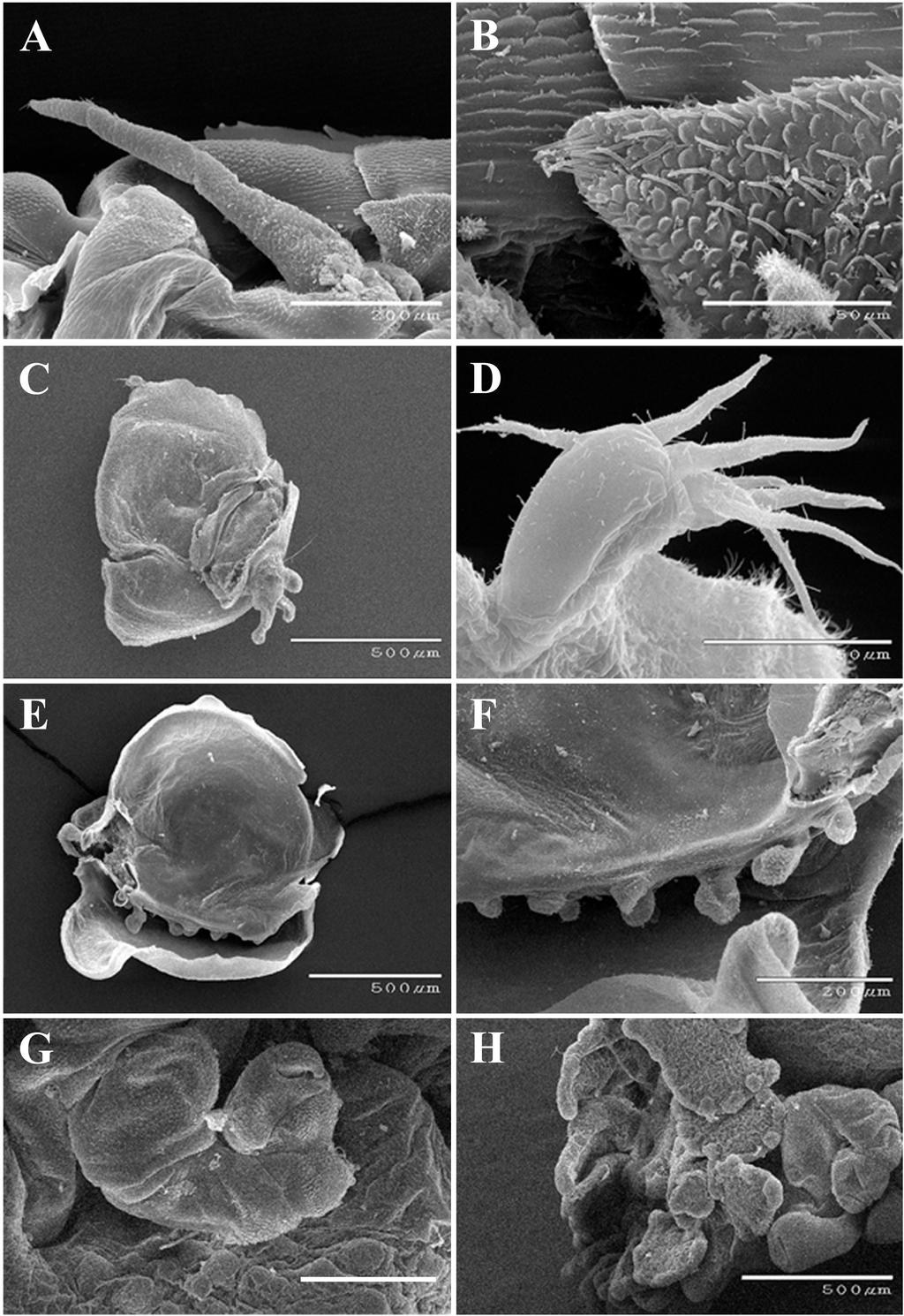 Williams et al.: Branchial parasitic isopods of hermit crabs from the western Pacific Fig. 9. Bopyrissa marami, new species, female paratype, USNM 1493920.