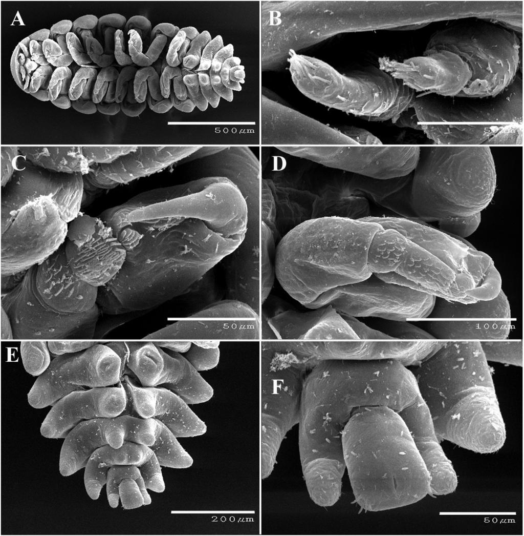 RAFFLES BULLETIN OF ZOOLOGY 2019 Fig. 11. Bopyrissa marami, new species, male paratype, USNM 1493920 (A F).