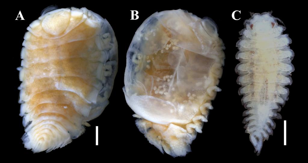 Williams et al.: Branchial parasitic isopods of hermit crabs from the western Pacific Fig. 18. Pagurion tuberculata Shiino, 1933, mature female, USNM 1494006 (A, B), juvenile female, USNM 1494005 (C).