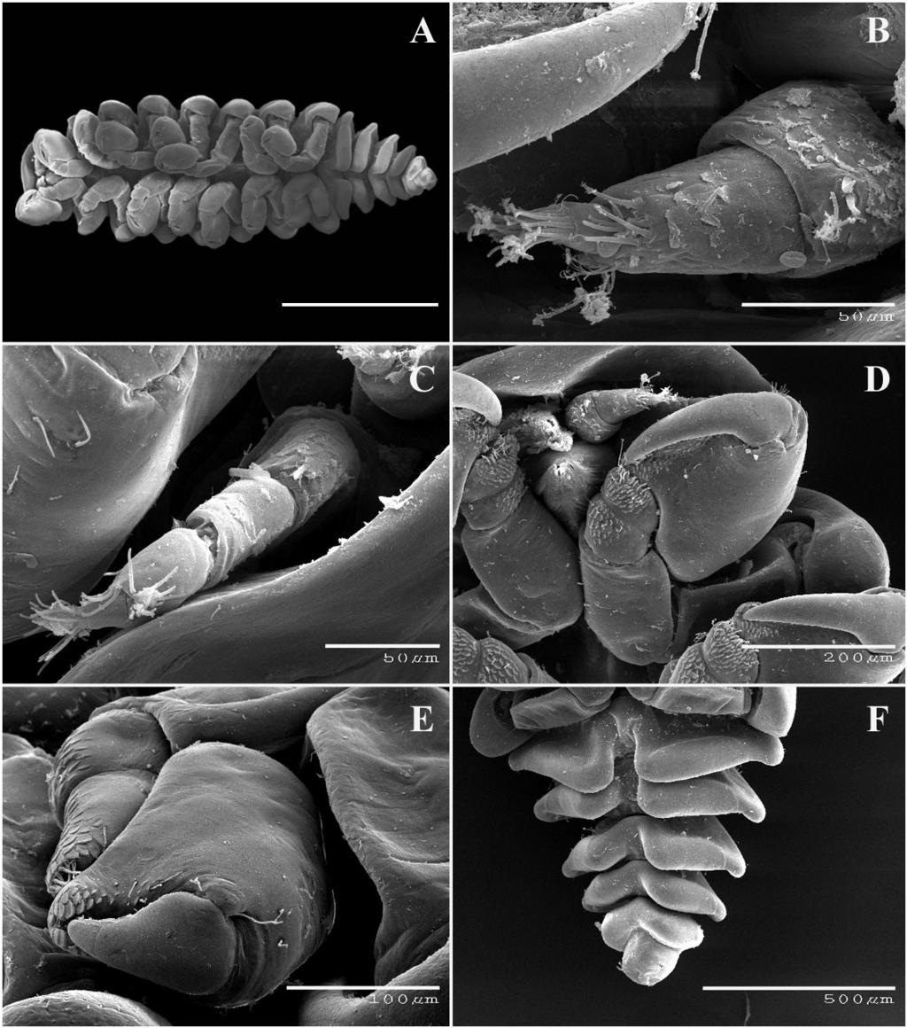 RAFFLES BULLETIN OF ZOOLOGY 2019 Fig. 19. Pagurion tuberculata Shiino, 1933, male, USNM 1494006 (A F).