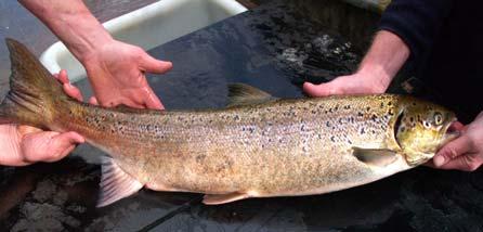 It is estimated that 200,000 salmon ova will be laid down at Maerdy this year.