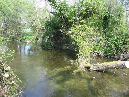 abundance of shallow and deep glide habitat suitable for older lifestages of trout and grayling.