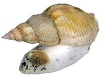 With good availability in the Northern Norwegian Sea, Whelk can be