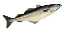 A very popular fish across the globe. We provide, processing of various cuts on request.