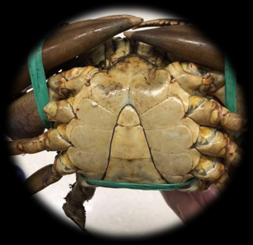 WILD CATCH GREEN MUD CRAB Wild Catch Green Mud Crab are caught daily along the coastline of East Borneo (Kalimantan) farmed in the Java