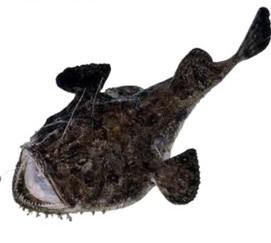 WILD OCEAN CATCH MONK FISH Wild Ocean Catch Monk Fish / Norther Norwegian Monkfish with latin