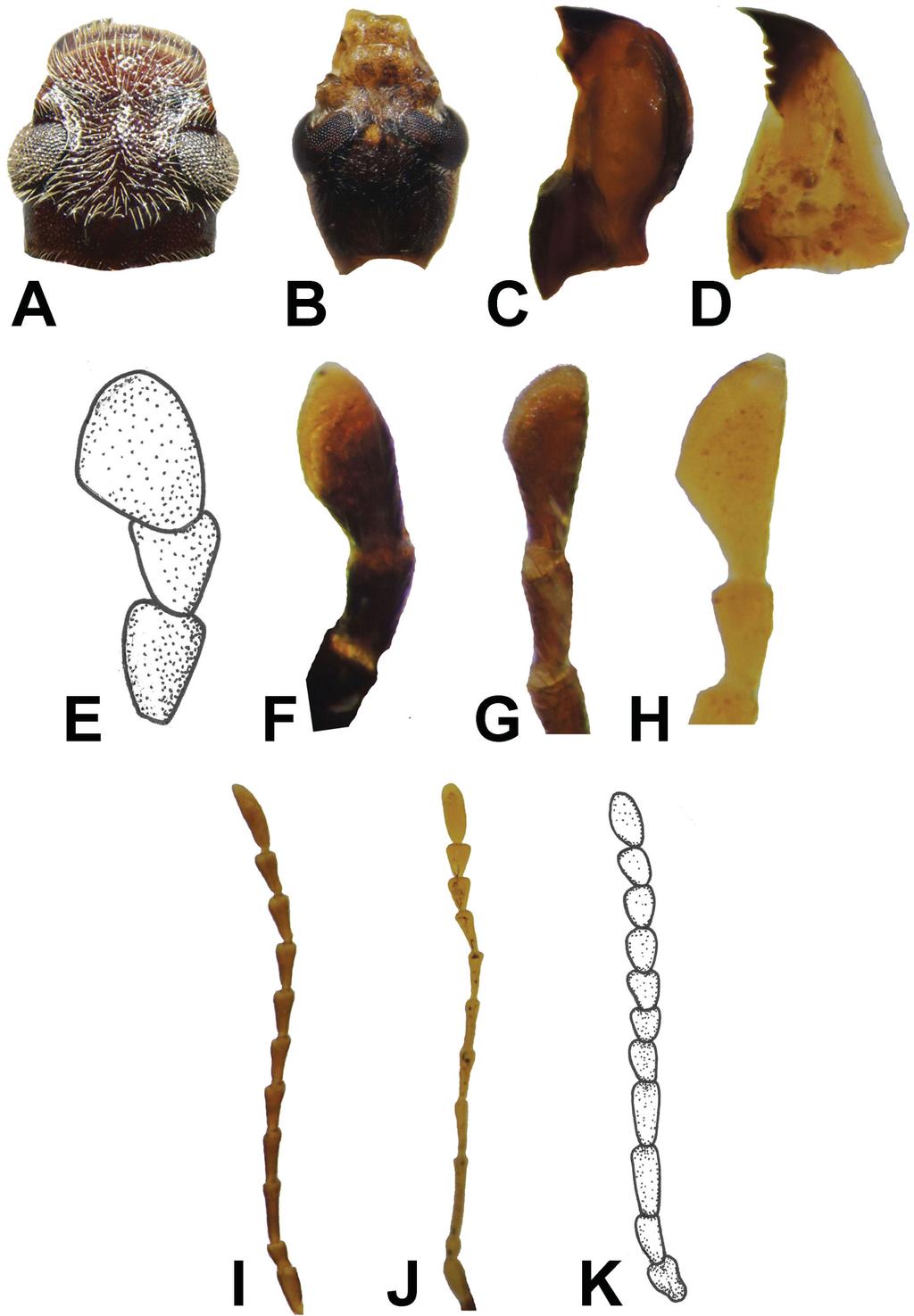 HSIAO Y. et al., The world fauna of Synchroidae Fig. 1.