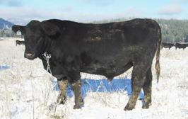Quality pounds in abundance here. Note his $values, they are superior to many herd sires used in AI.