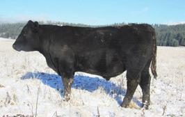 Stock 229 Wilson Ms Wix Value 125 Wilson SC Gold Trail 977 Wilson Ms Stock Wix 508 9 2.3 55 100 7 26 50.62 60.81 52.56 143.96 Moderate framed, high producing, young cow.