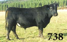 89 148.87 Clean made, growthy bull that will add length and style to a herd.