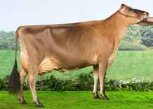 9 Excellent Stature 136 Cm 2. 16 Cm Chest Width Narrow.4 Wide Body Depth Shallow.7 Deep Angularity Coarse.7 Open Rib Rump Angle High Pins. Low Pins Rump Width Narrow 1. Wide Rear Leg Side Straight -1.