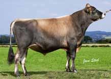 6 Excellent Stature 136 Cm 1.4 16 Cm Chest Width Narrow. Wide Body Depth Shallow.3 Deep Angularity Coarse.5 Open Rib Rump Angle High Pins -.2 Low Pins Rump Width Narrow.2 Wide Rear Leg Side Straight.