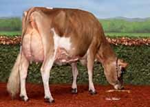 2 Excellent Stature 136 Cm 1.7 16 Cm Chest Width Narrow.5 Wide Body Depth Shallow.5 Deep Angularity Coarse.5 Open Rib Rump Angle High Pins.5 Low Pins Rump Width Narrow 1.