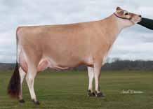 2 16 Cm Chest Width Narrow. Wide Body Depth Shallow.9 Deep Angularity Coarse 1.7 Open Rib Rump Angle High Pins.7 Low Pins Rump Width Narrow.6 Wide Rear Leg Side Straight -1. Sickled Foot Angle Low.