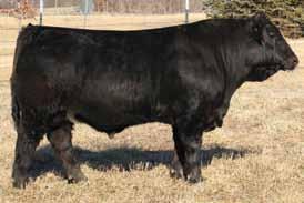 His dam puts a powerhouse in the bull pen every year and we have kept most every female his grandmother has ever produced. We believe in every aspect of this bull.