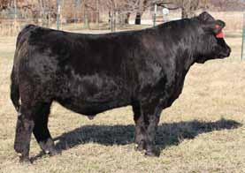 yearling weight EPD. He combines performance with a 78 lb. birth weight and an impressive physical presence. 24 W/C Executive Order 8543B, Sire 8 3.3 71 102.19 4 16 52 11 10.3 35.0 -.25.18 -.030.