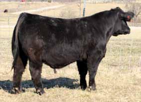 A thick made, soft middled bull with nice shoulders and clean neck and head. Reaching a 205 weight of 748 and yearling weight of nearly 1400 lbs., this impressive beast can do it all.