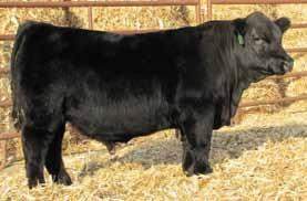 3 -.38.14 -.048.68 111 58 SVF Steel Force S701 SS Babys Breath P035 CNS Dream On L186 Sandeen Frantic W372D should be an easy calver with a minus birth weight EPD.