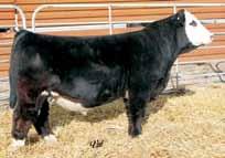 22 9 27 53 7 10.8 21.1 -.30.39 -.050.67 128 67 Outstanding red bull with balanced including good calving ease and a 128 API.