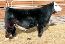 55 -.05 -.086 1.35 106 61 Elm- Mound/GS Standalone ASA#2600632 Black Polled Purebred Birth: 1-20-11 SVF Steel Force S701 x SS Babys Breath P035 : 12-1.1 38 48.06 6 26 45 6 15.2 Carcass: 3.0 -.46.