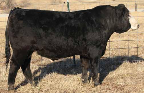 Calving ease EPD in top 15%, good growth traits, excellent API of 135. Great looking, soft made easy fleshing kind. 6 SS/PRS Chasin Tail 18A Drake Onyx 7.9 59 83.15 7 21 50 5 11.9 20.4 -.36.18 -.060.