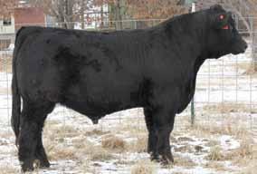 94 114 61 Out of a two year old heifer, this guy has some impressive weights - adjusted birth of 79 lbs, weaning of 740 and yearling of 1318. He ranked third of 24 bulls for weaning weight.