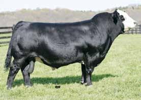 7 Drake Bull B80D ASA#3217276 Black Dbl Polled 1/2 SM 1/2 AN Birth: 3-8-16 Tattoo: B80D Adj. BW: 73 Adj. WW: 681 Adj. YW: 1191 12.1 55 77.14 6 21 48 4 10.8 15.6 -.23.23 -.019.