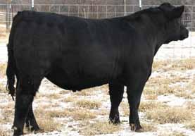 ADG EPD in top 10% with his own gain of 3.75 pounds in the top end. You sure will like this red sire. 12 W/C Wide Track 694Y Drake Miss W124Y 8 2.4 65 104.24 2 17 50 14 10.4 35.5 -.21.20 -.025.